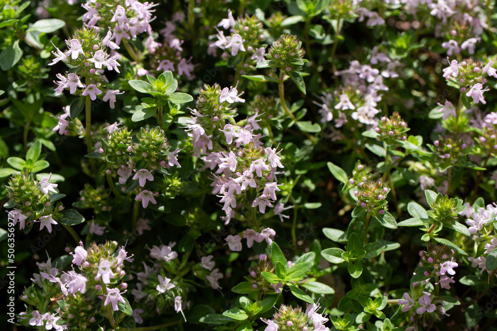 イブキジャコウソウの開花 　学名：Thymus quinquecostatus　ハーブ　初夏、東京で撮影