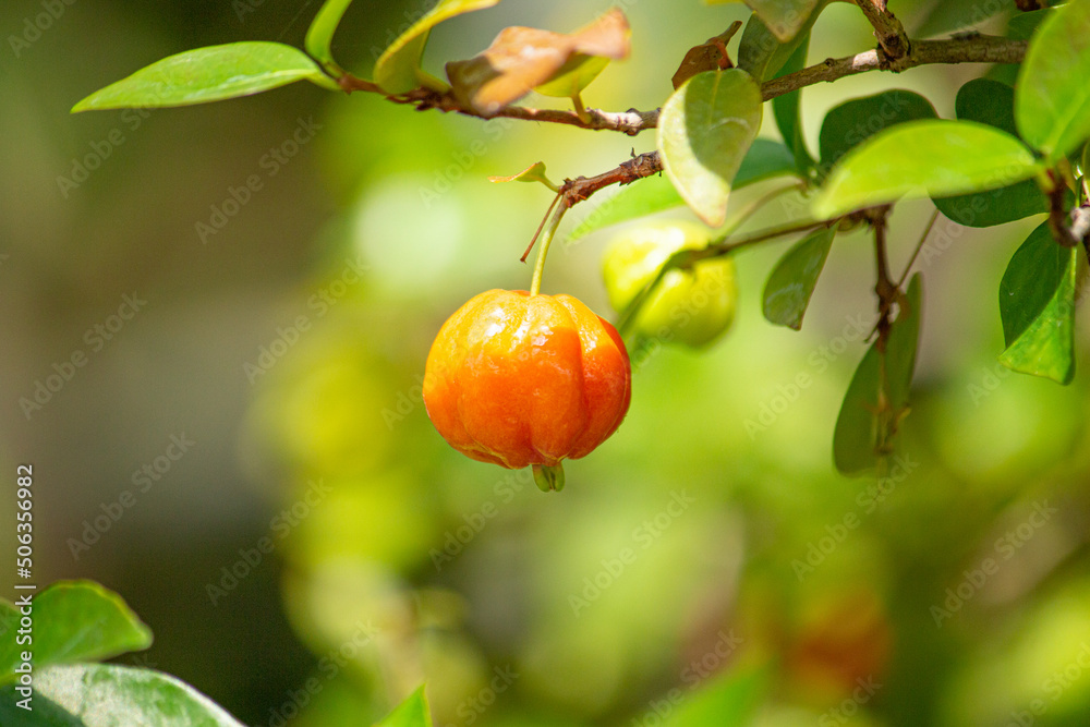 ピタンガの果実　学名：Eugenia uniflora　別名：タチバナアデク、　スリナム・チェリー、食用