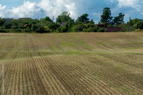 Agricultural field near major cities. Poor conditions for conducting agribusiness and growing crops in an unfavorable place. Environmental pollution.