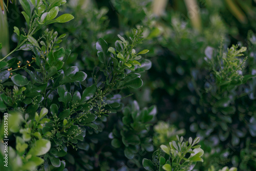 close up of a bunch of green parsley  green background