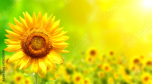 Obraz na plátně Bright yellow sunflower on blurred sunny nature background