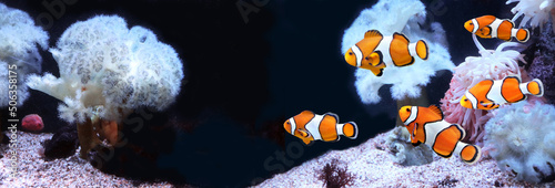 Sea anemone and clown fish in marine aquarium. Isolated on black background. Horizontal banner with tropical fis