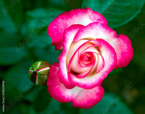 A beautiful pale white and fuchsia colored rose flower top view close up on green natural background