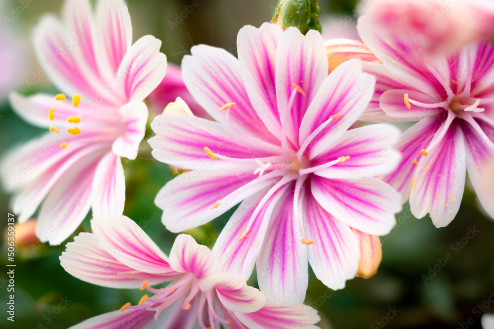Beautiful vivid pink cliff maids blooming on the balcony in spring Beautiful vivid pink cliff maids blooming on the balcony in spring
