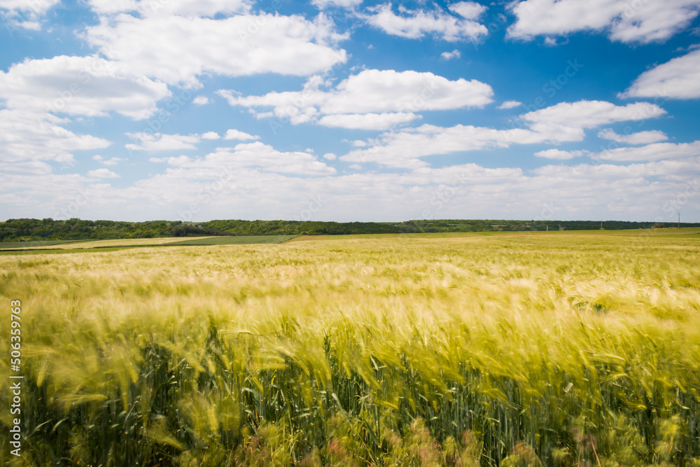 Green wheat field in the hungarian countryside