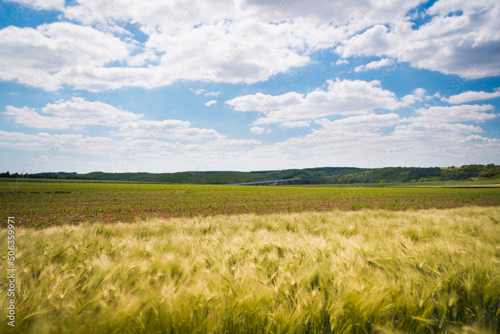 Green wheat field in the hungarian countryside