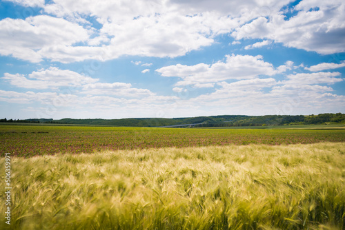 Green wheat field in the hungarian countryside
