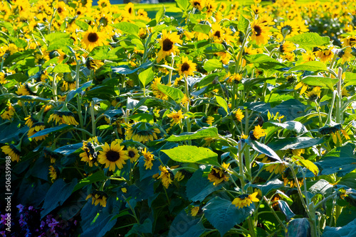 yellow sunflowers in the morning background
