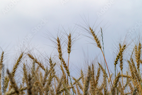 close-up of wheat in a field against the sky