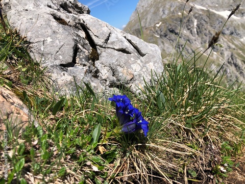 Wandern im Naturschutzgebiet Berchtesgadener Alpen photo