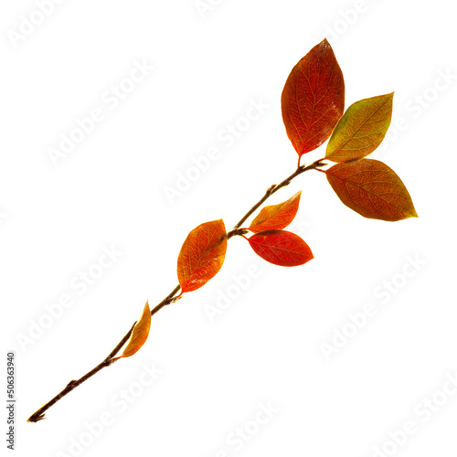 autumn branch with colored leaves on a white background isolate