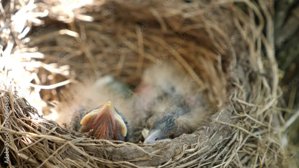 Newborn blackbird chicks sitting in the nest open their beaks wide in search of food. Natural selection and life of blackbirds in the wild. Newborn blackbird chicks sitting in the nest open their beaks wide in search of food. Natural selection and life of blackbirds in the wild.