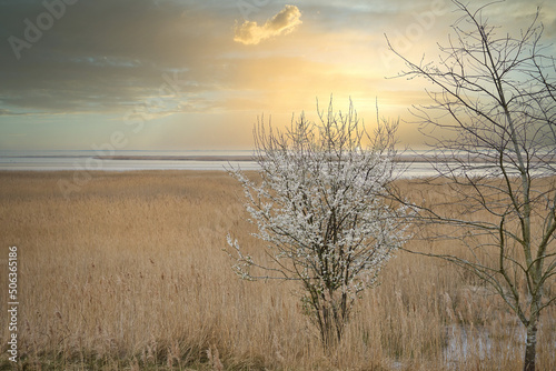 Tree in the reeds on the darss. dramatic sky by the sea . Landscape on the Baltic Sea.