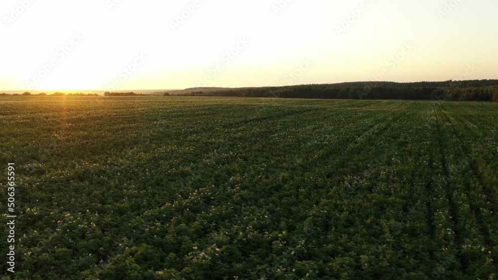 Potato plants during flowering with white flowers at sunset Potato plants during flowering with white flowers at sunset