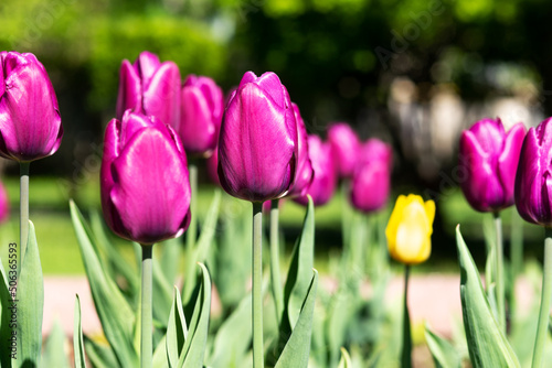 Tulips with purple buds on a flowerbed in a spring park