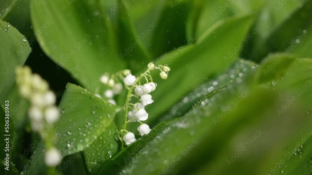 White lily of the valley flowers and young green leaves on a rainy sunny spring day