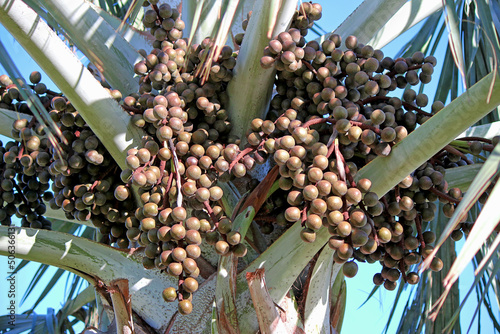 fruit of Bismarckia nobilis photo