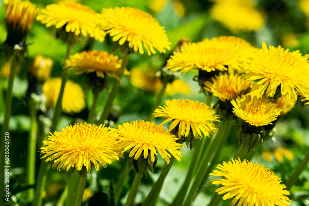 Yellow blooming spring dandelions on a background of green grass Yellow blooming spring dandelions on a background of green grass