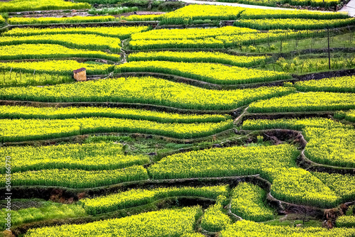 Terraces full of rape flowers and agricultural bases are in the south of Anhui Province, China