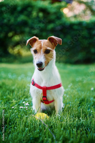 Cute dog walks on summer meadow with green grass, Pet portrait