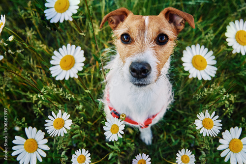 Cute dog sitting in green grass with camomile flowers and looking at camera, Pet portrait on summer meadow