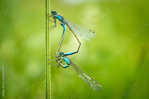 Demoiselles bleues en pleine accouplement