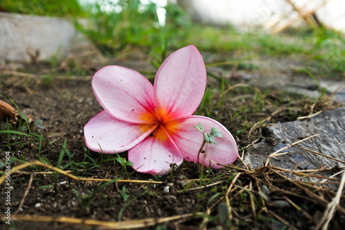 Pink frangipani flowers  plumeria rubra  in bloom fall to the damp black ground  bokeh effect