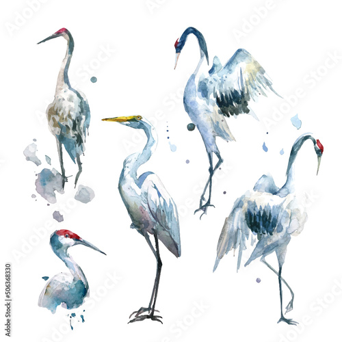 Watercolor painting of crane birds collection (Separately Arranged) 2. 