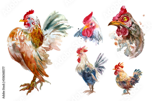 Foto Watercolor painting of chicken collection (Separately Arranged).