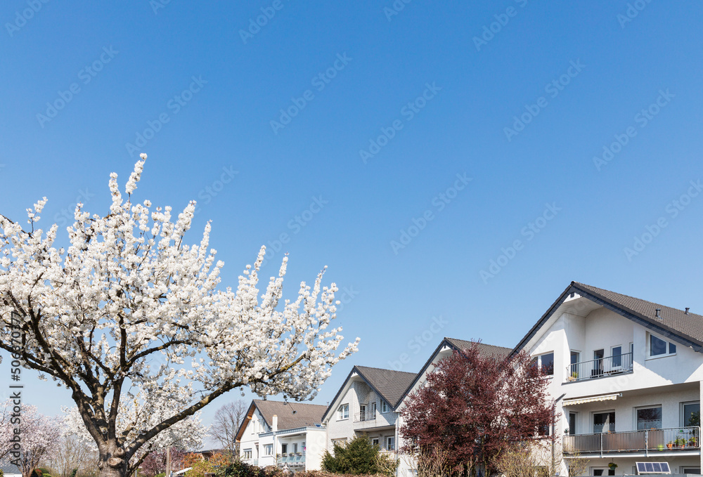 Germany, North Rhine-Westphalia, Cologne, Cherry blossom blooming in front of modern suburban houses Germany, North Rhine-Westphalia, Cologne, Cherry blossom blooming in front of modern suburban houses