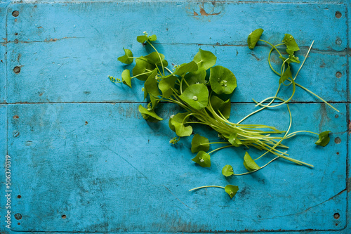 Studio shot of Indian lettuce (Claytonia perfoliata) lying against wooden rustic background photo