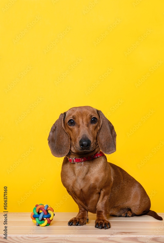 A hunting dog of the dachshund breed sits next to a wicker rubber ball on a yellow background of a photo studio and carefully looks into the camera.