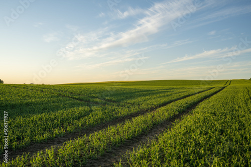 Beautiful spring green farmland and blue sky