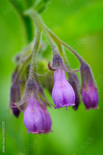 Close-up of purple flowers of comfrey officinalis photo