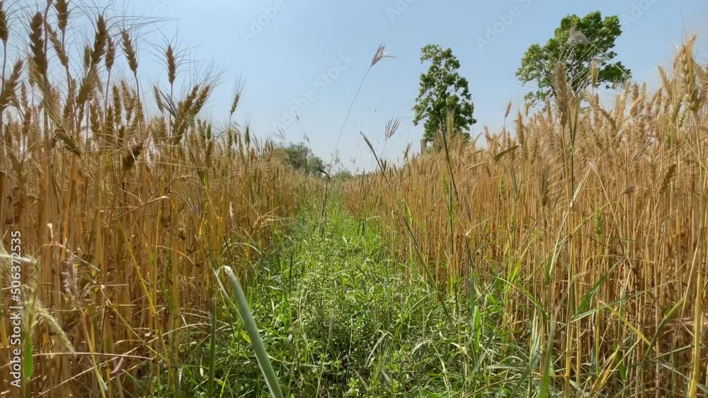 Ripening wheat field on summer day. Agriculture industry.