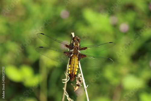A female broad bodied chaser perched.