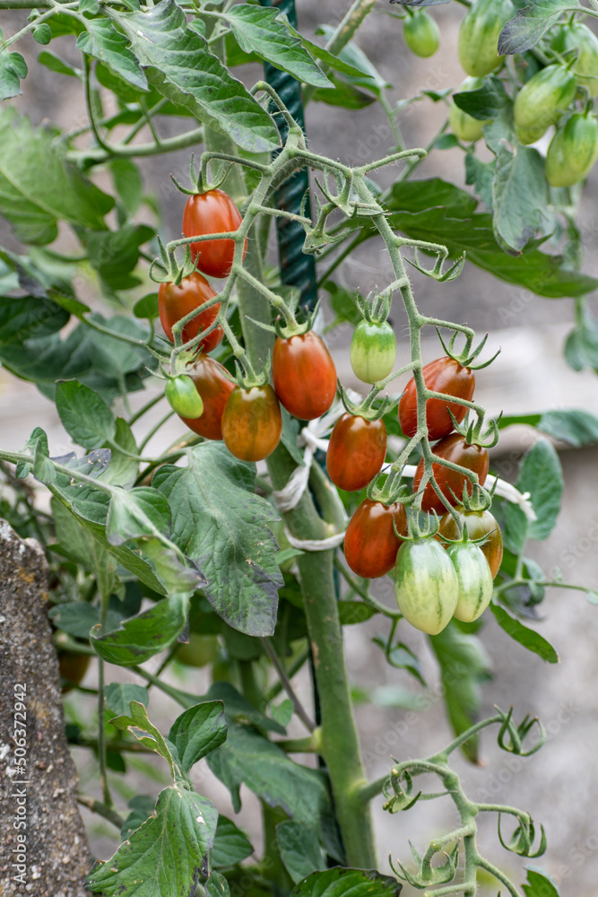 Red and green long cherry tomatoes growing on the plant