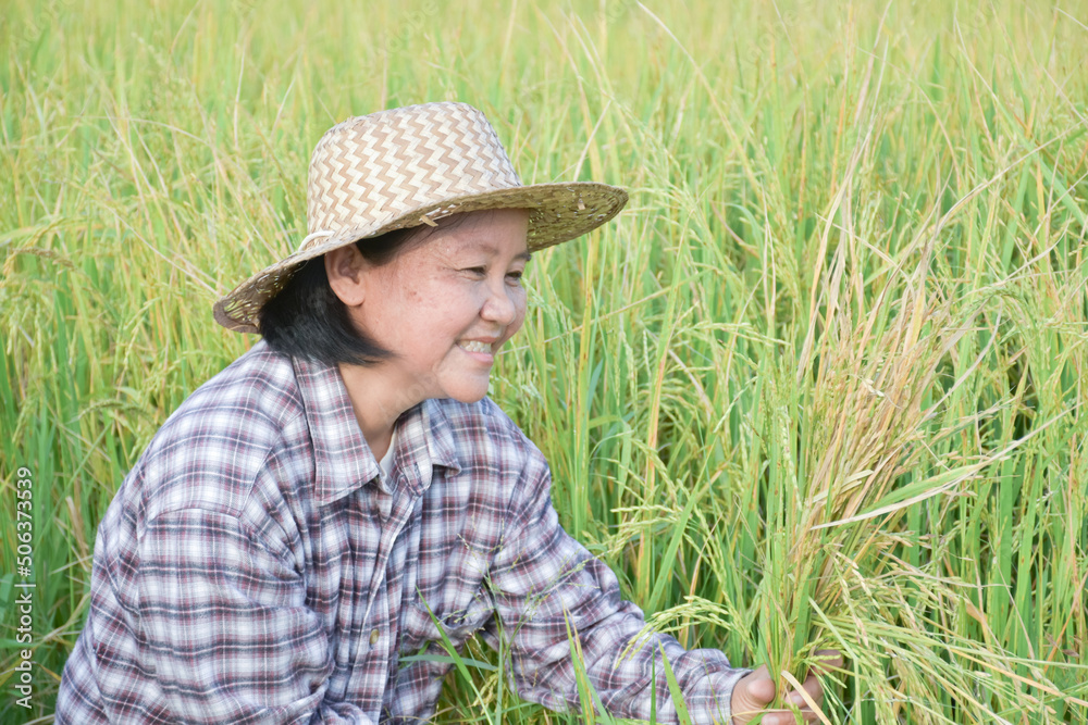 Portrait of asian elderly senior female farmer holds sickle, sits in the middle rice paddy field and harvesting, soft and selective focus.