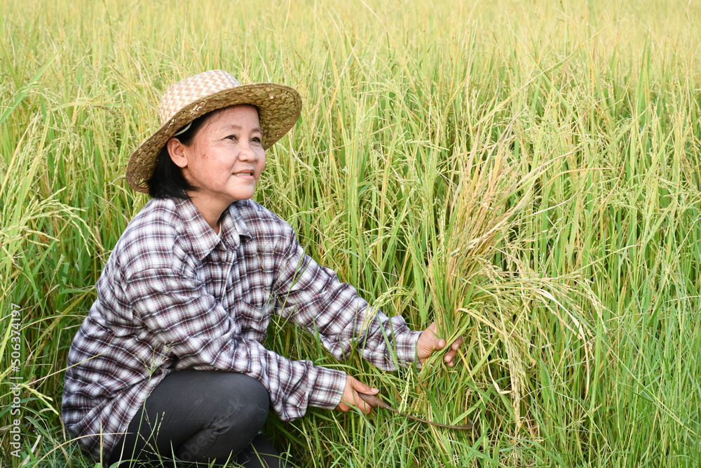 Obraz premium Portrait of asian elderly senior female farmer holds sickle, sits in the middle rice paddy field and harvesting, soft and selective focus.