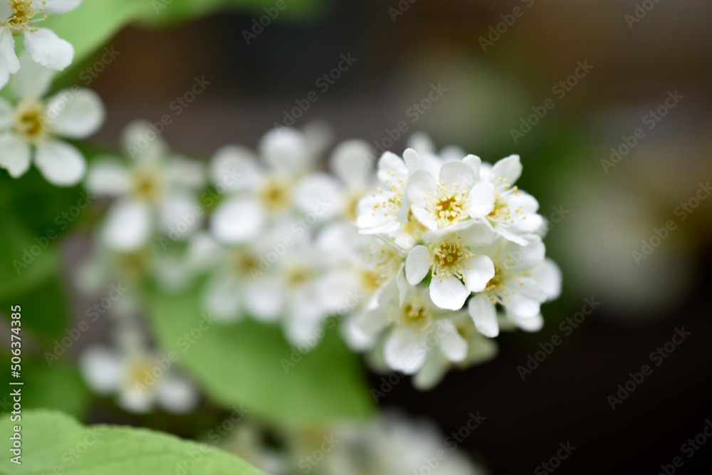 White flowers of the common chrem prúnus pádus or Bird cherry raceme White flowers of the common chrem prúnus pádus or Bird cherry raceme