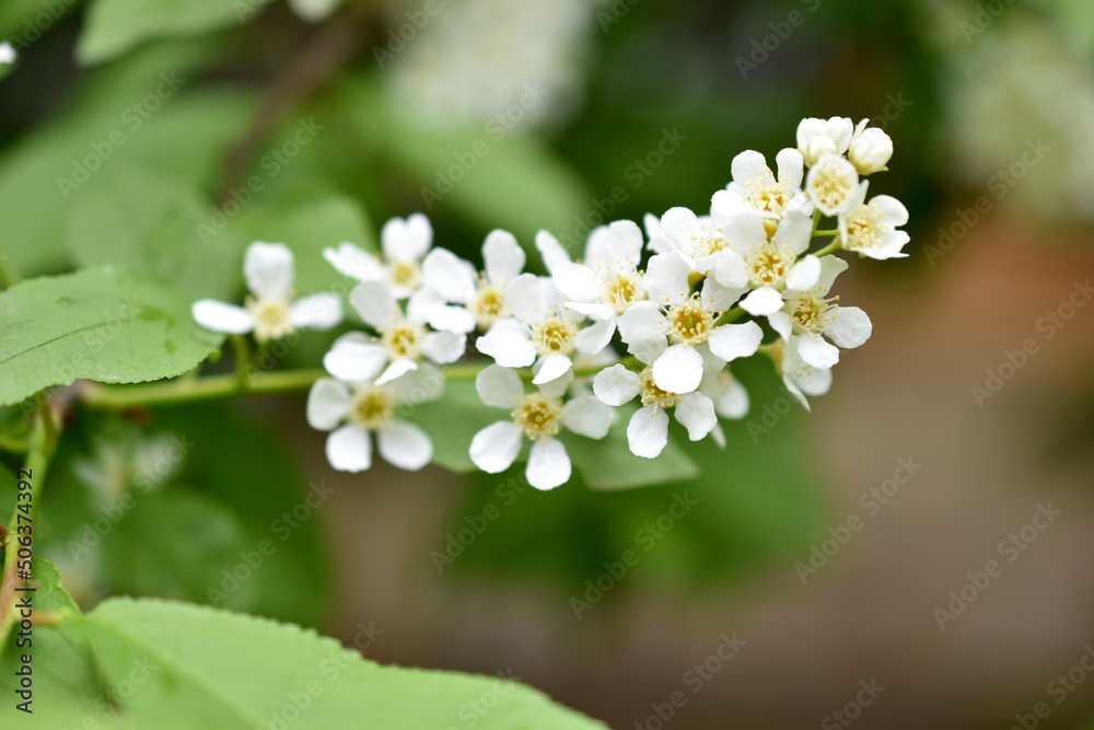 White flowers of the common chrem prúnus pádus or Bird cherry raceme White flowers of the common chrem prúnus pádus or Bird cherry raceme