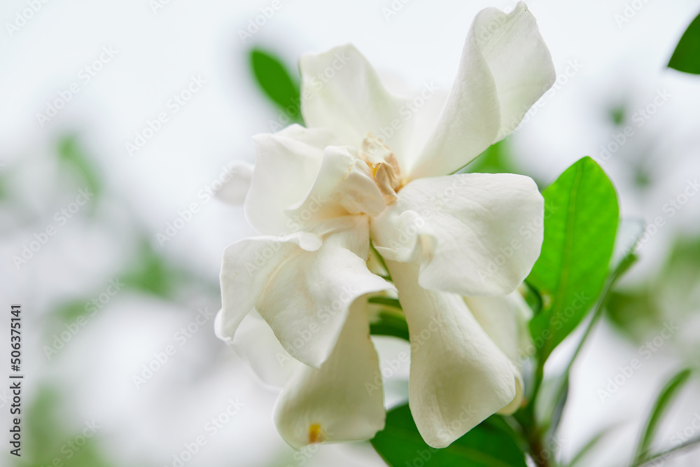Close-up of white gardenia jasminoides flower blooming in the garden Close-up of white gardenia jasminoides flower blooming in the garden
