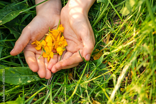 yellow buttercup flower petals on a child's palm in green grass, world environment day, horizontal.
