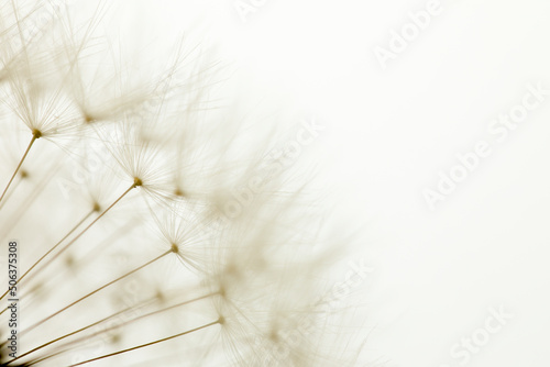 Fotografía Pusteblume, Details