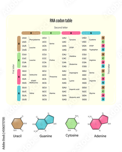 RNA codon table vector. Genetic code table. Uracil, Guanine, Cytosine and Adenine.