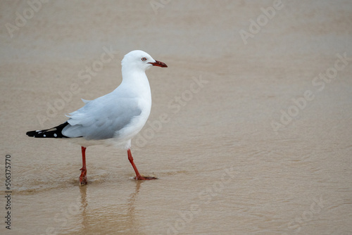 seagull walking in the sand at the beach © Em Neems Photography
