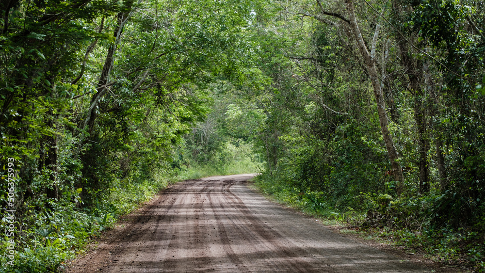 sand road into the jungle forest of Yucatan sand road into the jungle forest of Yucatan
