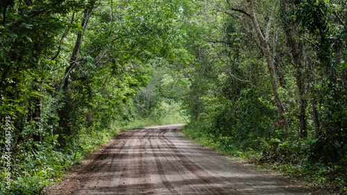 sand road into the jungle forest of Yucatan