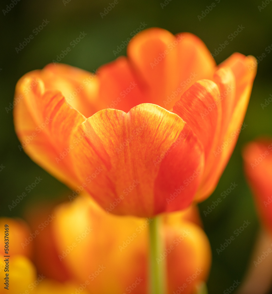 Beautiful yellow-red tulip flower in nature.