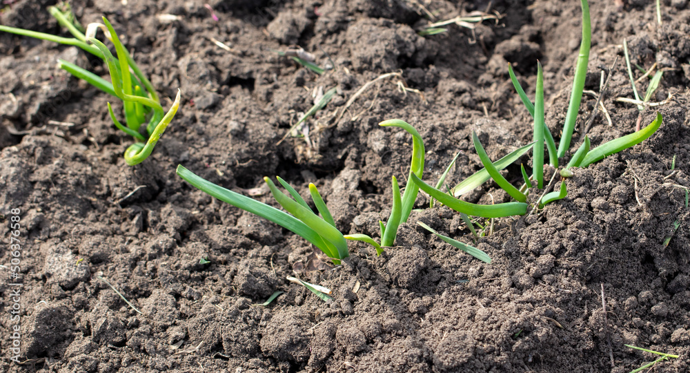Sprouting of onion sprouts in the ground in early spring. Sprouting of onion sprouts in the ground in early spring.
